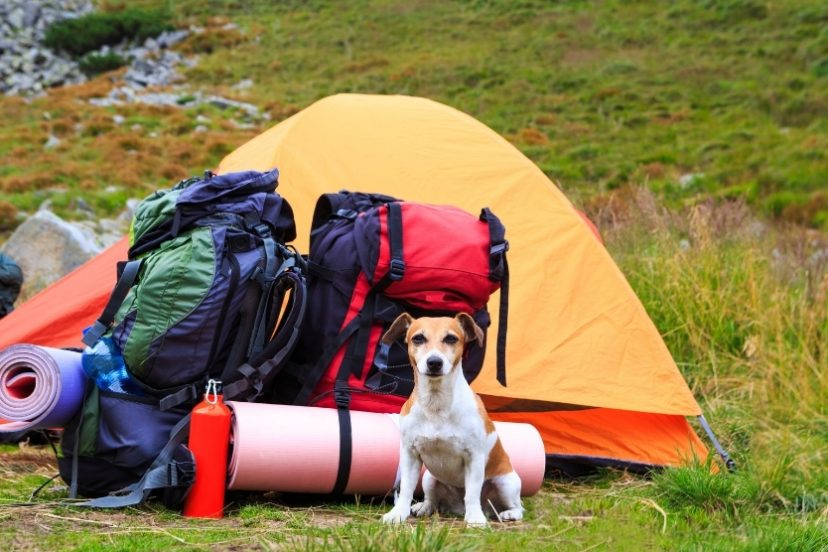 Dog Bug Out Bag List